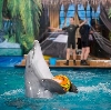 Дельфинарии, океанариумы в Красногорске